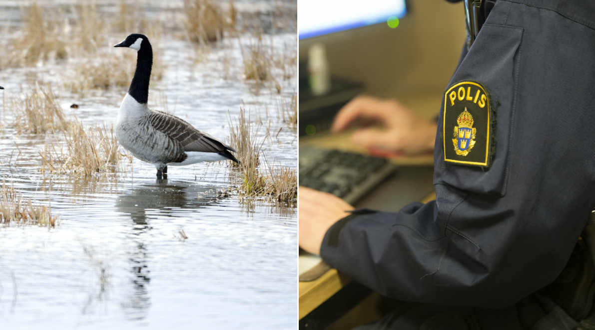 Berusad 16-åring ströp ihjäl gås – tänkte äta den till frukost